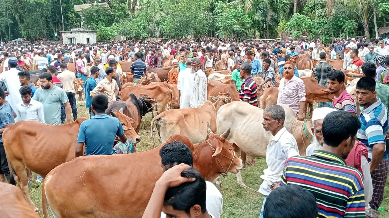 ভোলার আড়াই’শ বছরের ঐতিহ্যবাহী পশুর হাট, নেই খাজনা-চাঁদা