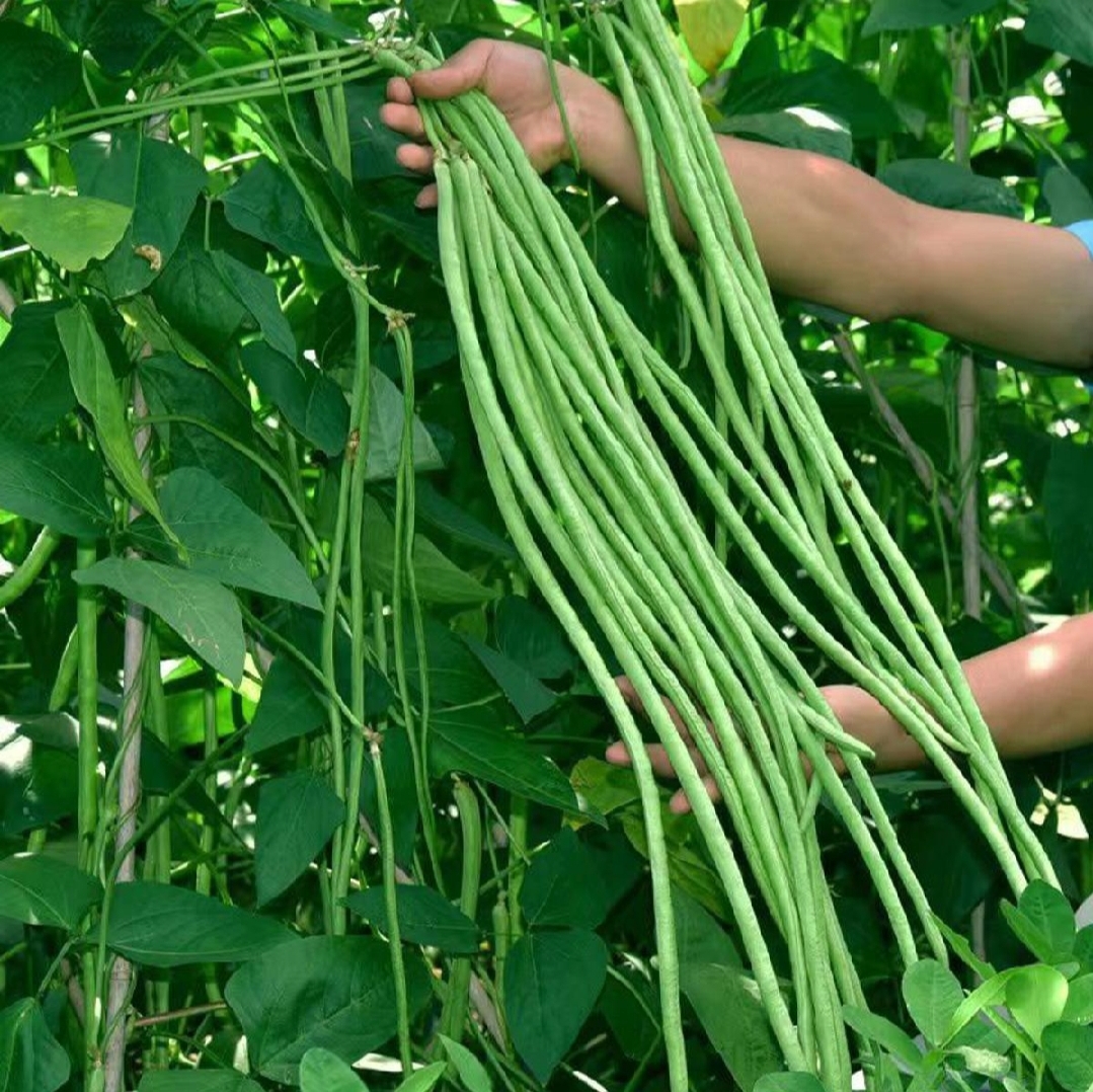 বরবটি খান, মিলবে প্রোটিনসহ যে ৬ উপকার
